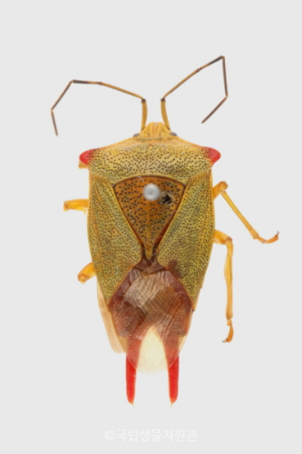 Acanthosoma forficula Jakovlev, 1880