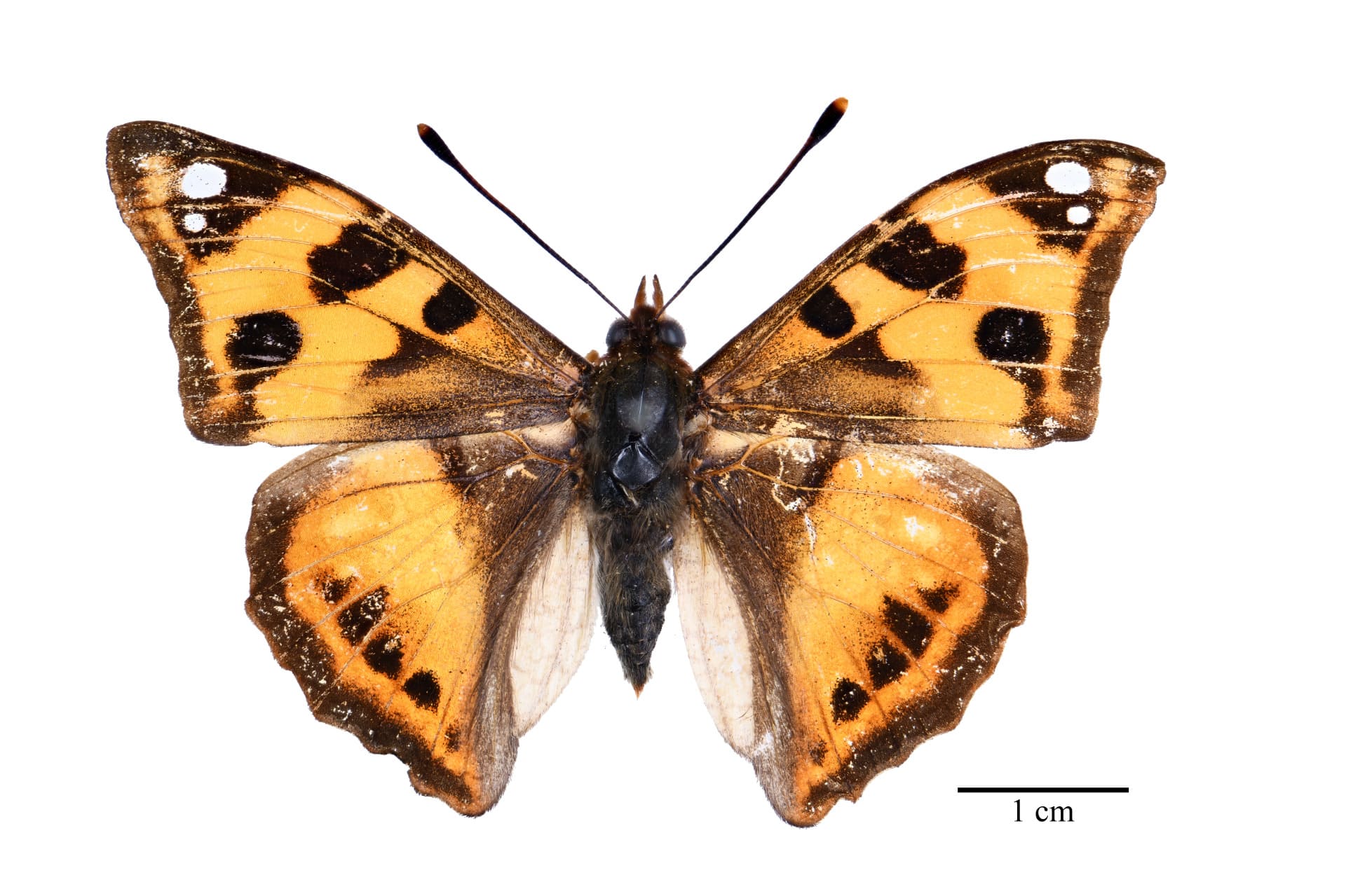 기증 표본 사진