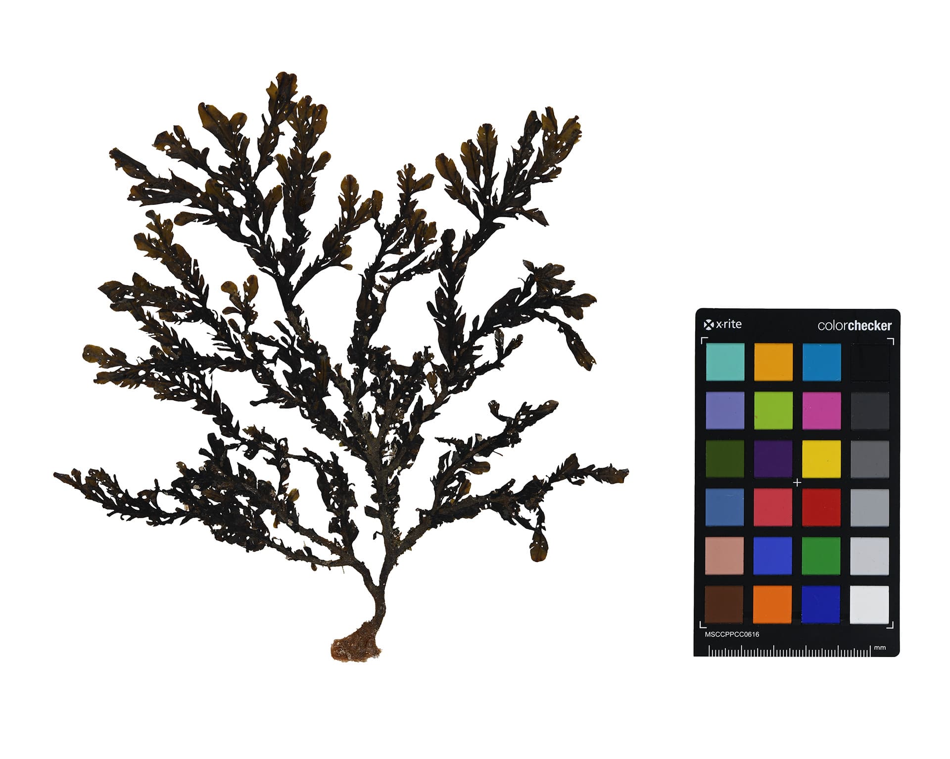 기증 표본 사진