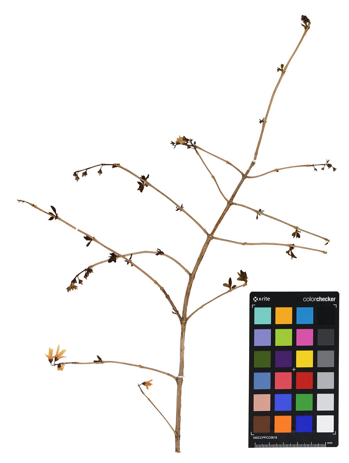 기증 표본 사진