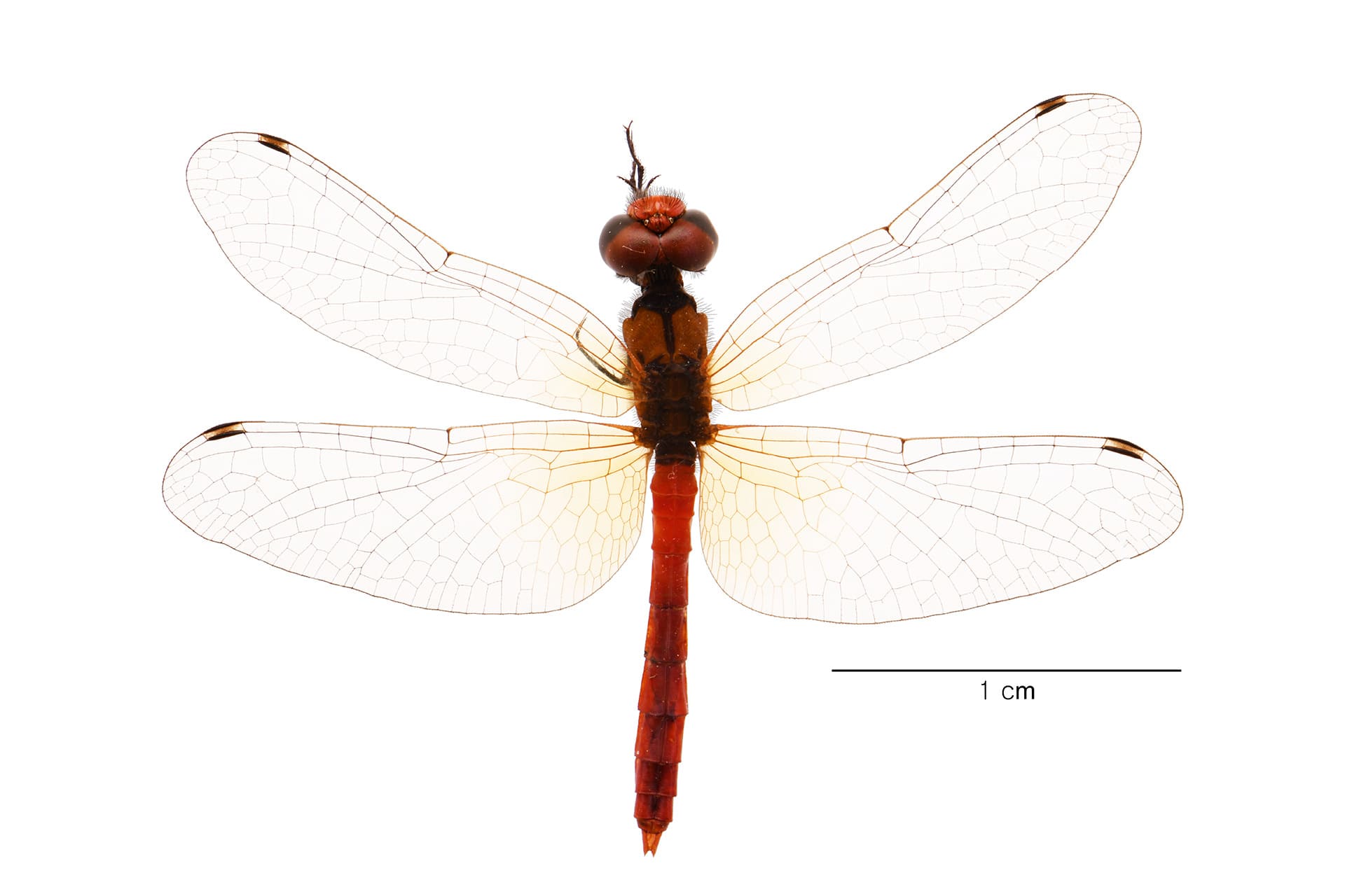기증 표본 사진