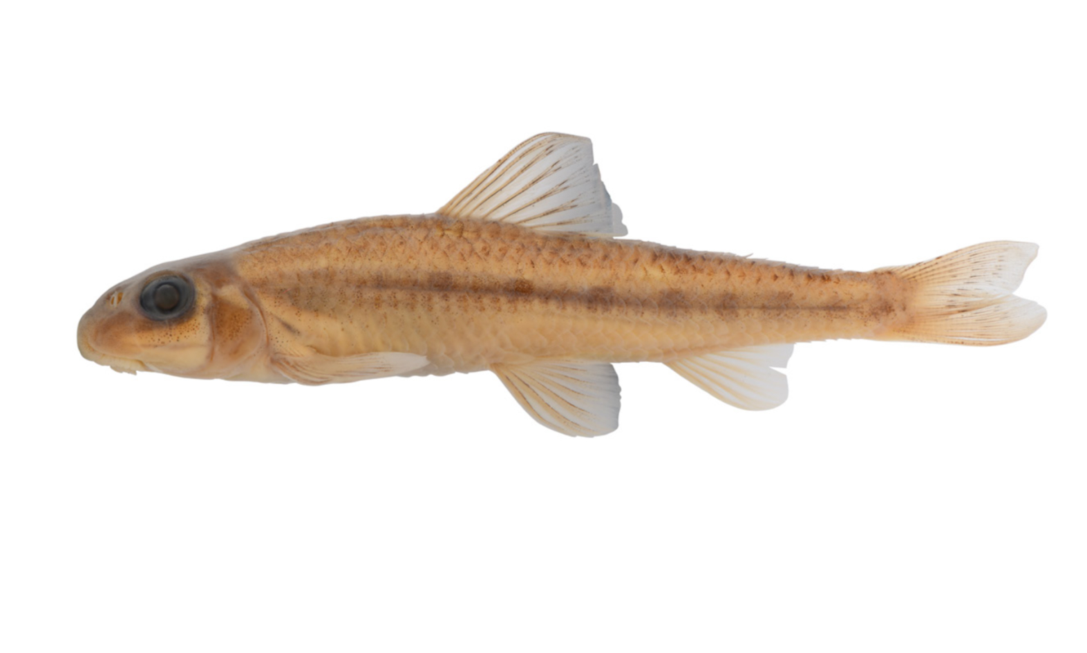 기증 표본 사진