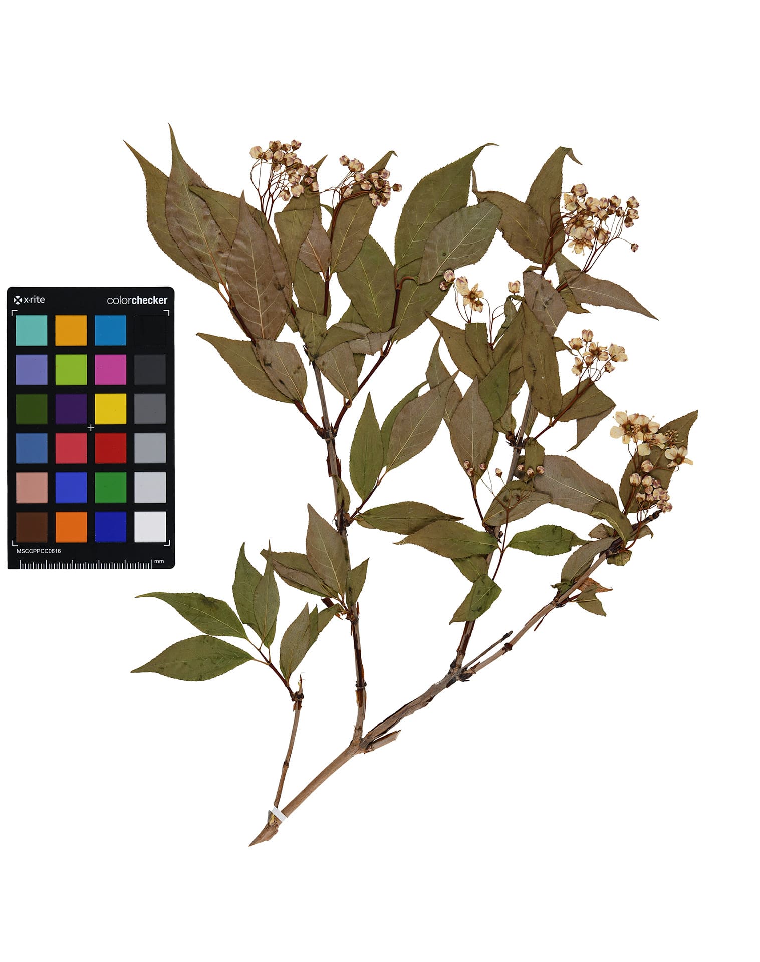 기증 표본 사진