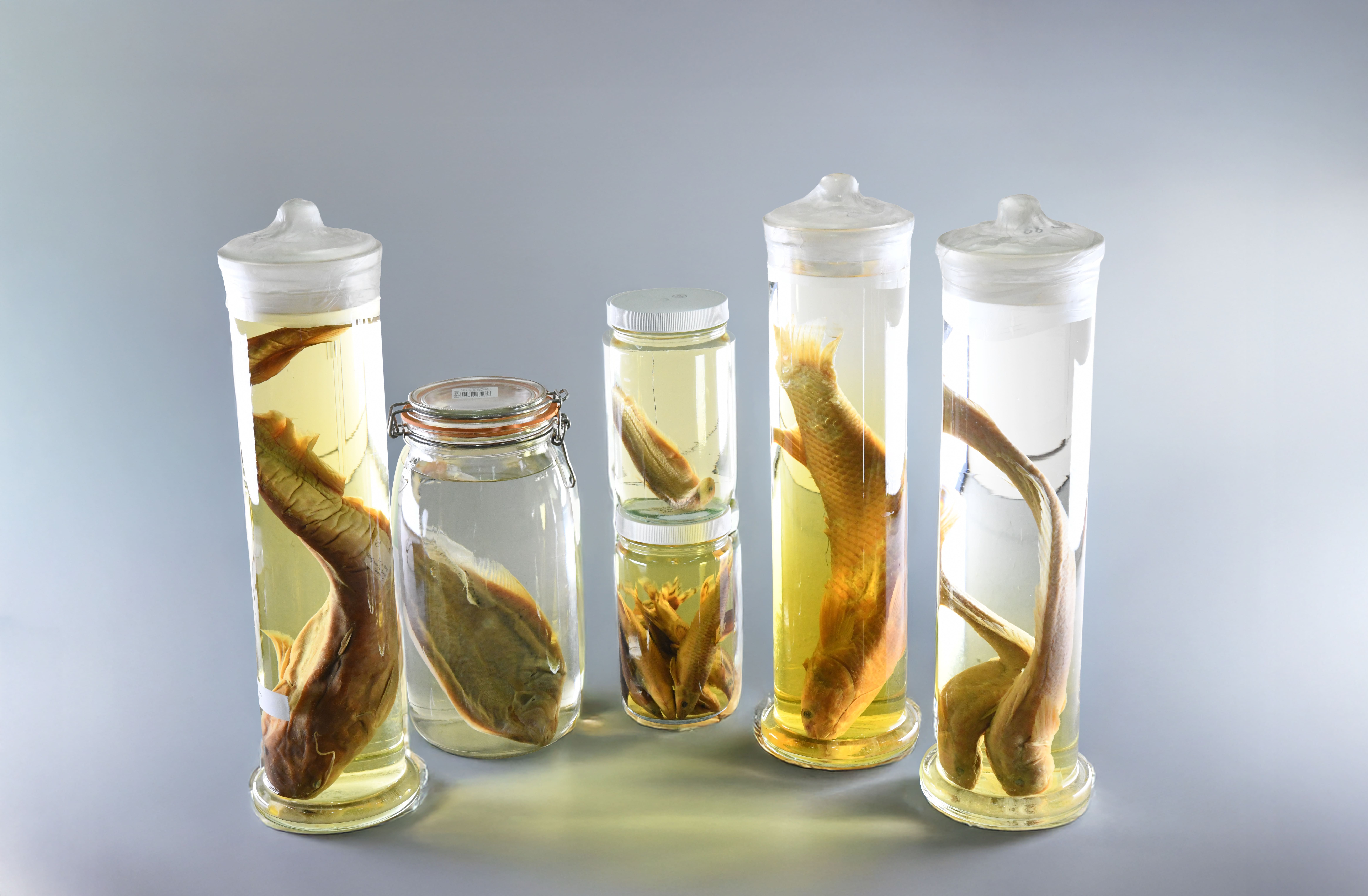 기증 표본 사진