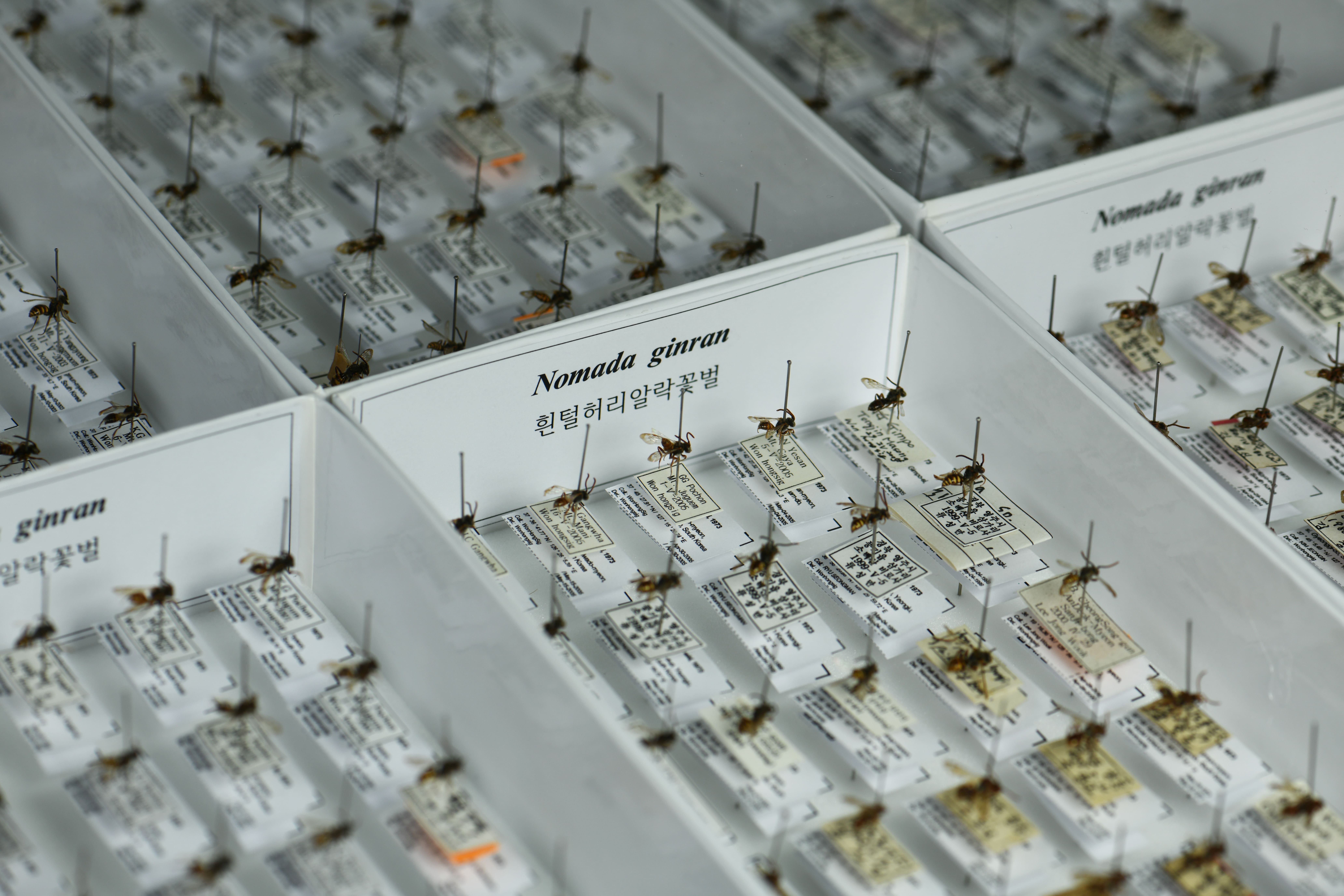 기증 표본 사진